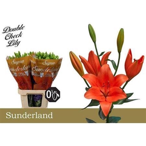 Li La Sunderland 5+