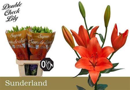 <h4>Li La Sunderland 5+</h4>