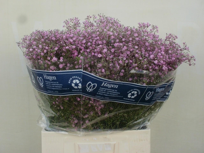 <h4>Gyps Pa My Pink</h4>