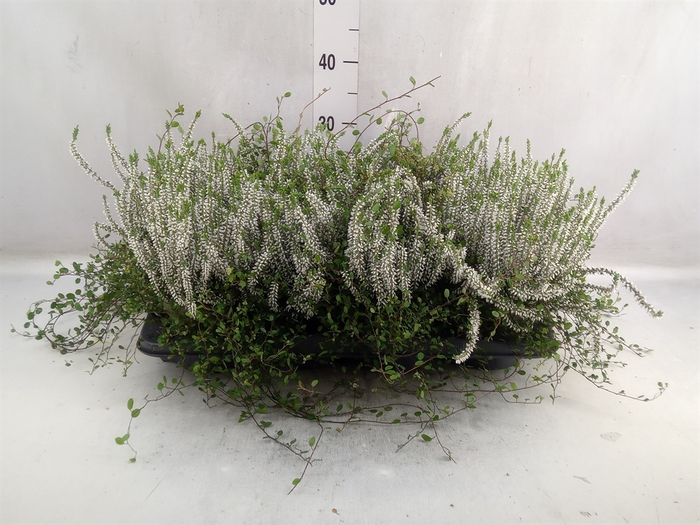 <h4>Calluna vulg. 'Garden G' ...</h4>