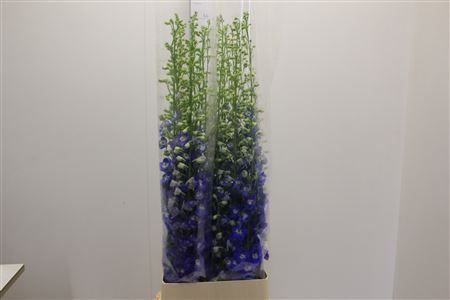 <h4>Delph El Aurora Blue</h4>