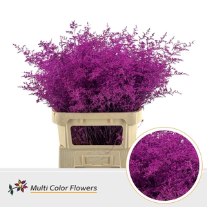 Limonium Beltlaard Hot Pink