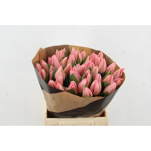 TU EN SALMON DESSERT