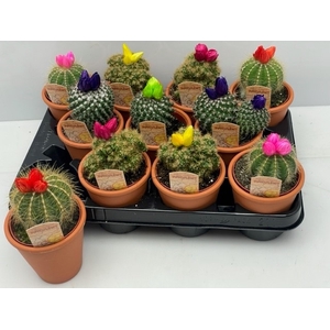 CACTUS VERSIERD