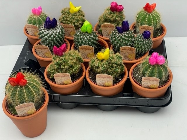 <h4>CACTUS VERSIERD</h4>