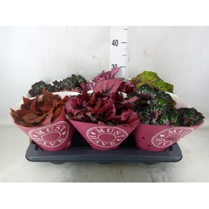 Begonia BD 'Beleaf'   ...mix