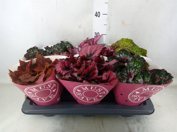 <h4>Begonia BD 'Beleaf'   ...mix</h4>