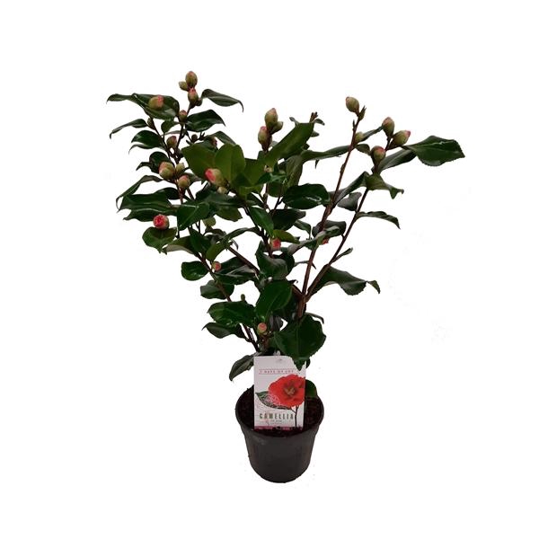 <h4>Camellia japonica 'Dr. King' 15 cm | 25+ knop</h4>