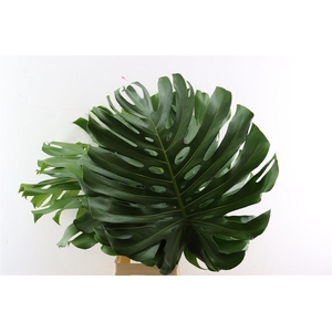 Monstera Deliciosa Xl
