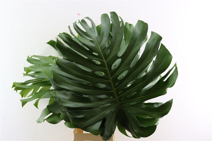 <h4>Monstera Deliciosa Xl</h4>