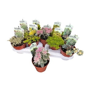 SEDUM OV
