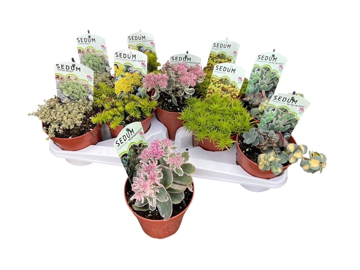 <h4>SEDUM OV</h4>