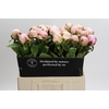 Paeonia Carl G. Klehm
