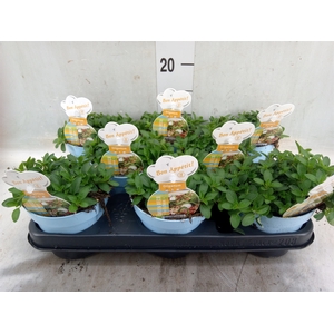Origanum vulgare 'Compactum'