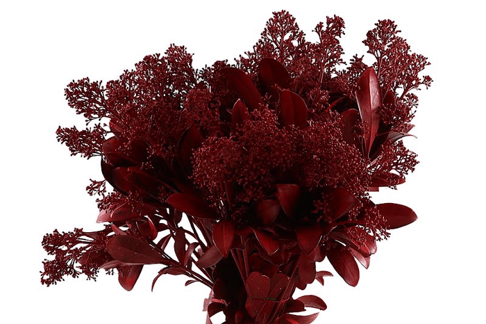 <h4>Skimmia Klb Red</h4>