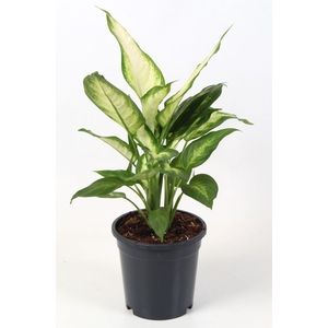 Dieffenbachia Camilla 17 cm