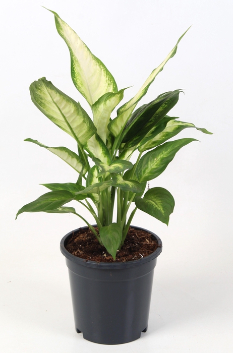 <h4>Dieffenbachia Camilla 17 cm</h4>