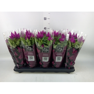 Celosia spic. 'Deep Purple'