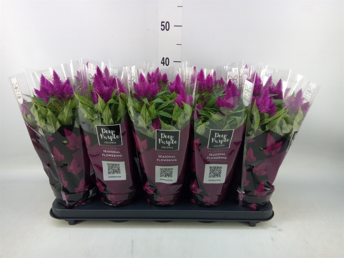<h4>Celosia spic. 'Deep Purple'</h4>