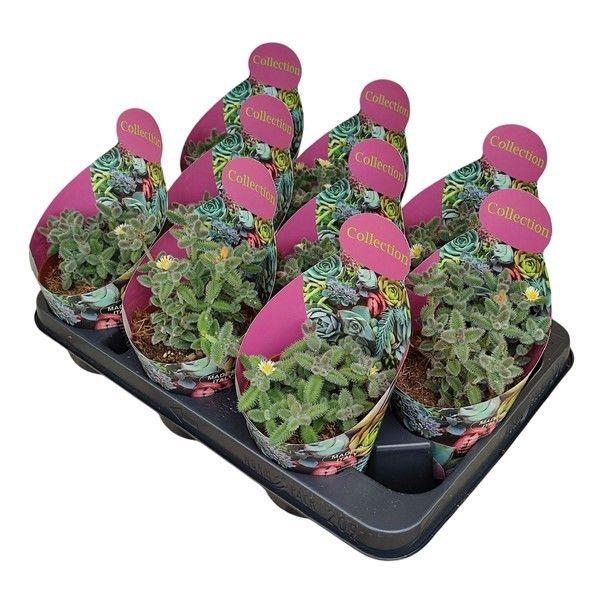 <h4>DELOSPERMA ECHINATUM</h4>