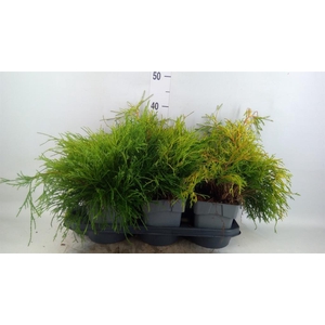 Chamaecyparis pis. 'Sungold'