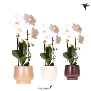 Kolibri Orchids Phalaenopsis Cascade Niagara Fall white 1 spike in Scandic pot gold mix