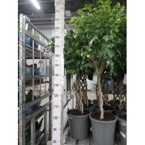 Ficus benja. ...special shapes
