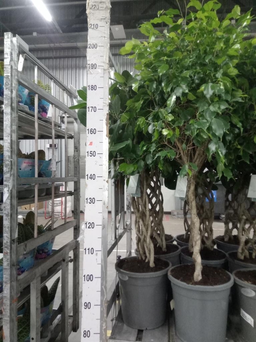 <h4>Ficus benja.   ...special shapes</h4>