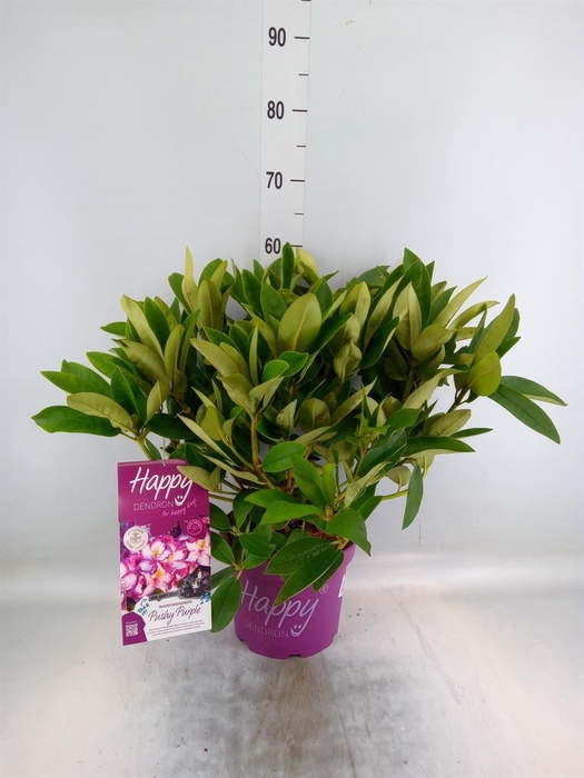 <h4>Rhododendron   ...</h4>