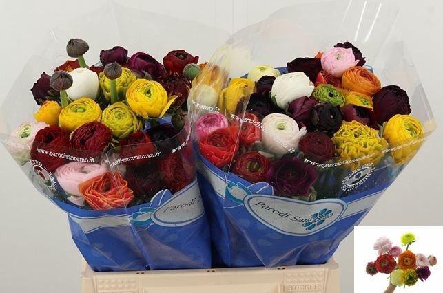 <h4>RAN GEM IN BOS</h4>