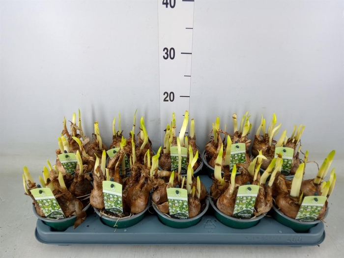 <h4>Leucojum aestivum</h4>