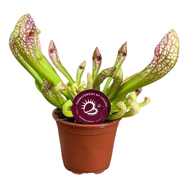 <h4>Sarracenia Scarlet Belle 8,5 cm</h4>