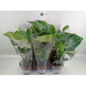 Monstera   ...