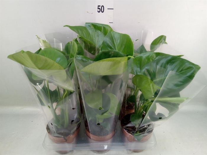 Monstera   ...