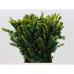 DEC Myrte Tarantino 200gr