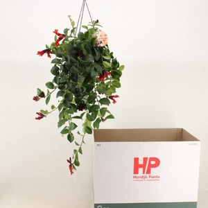 AESCHYN FL MONA LISA