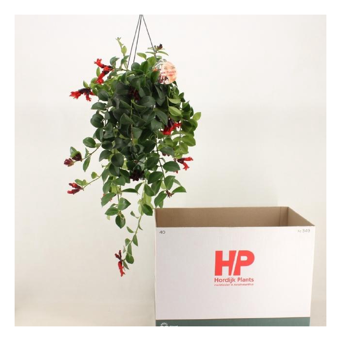 <h4>AESCHYN FL MONA LISA</h4>