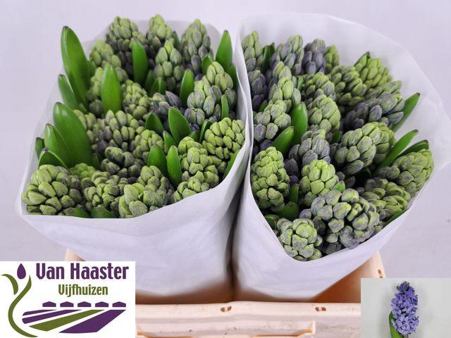 <h4>Hyac Delft Blue</h4>