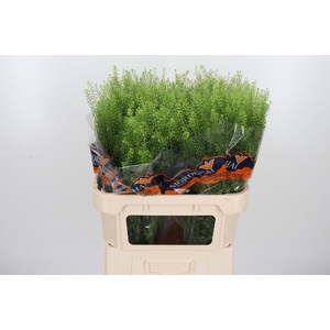Lepidium Green Bell