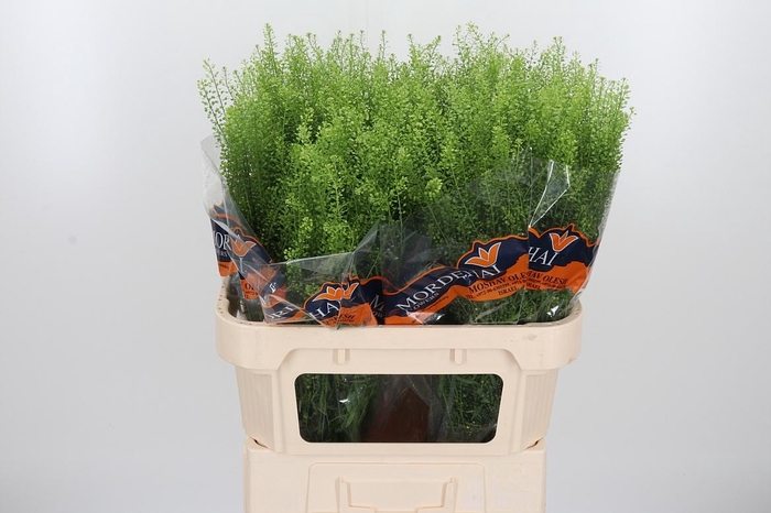 <h4>Lepidium Green Bell</h4>