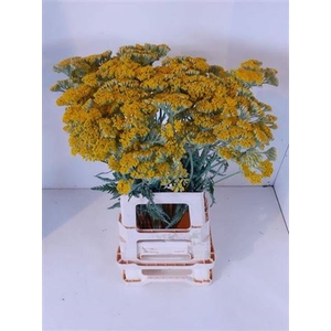 Achillea Ovation