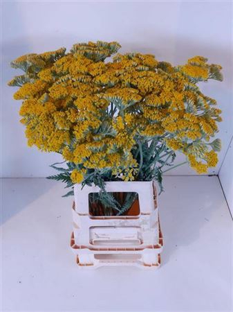 <h4>Achillea Ovation</h4>