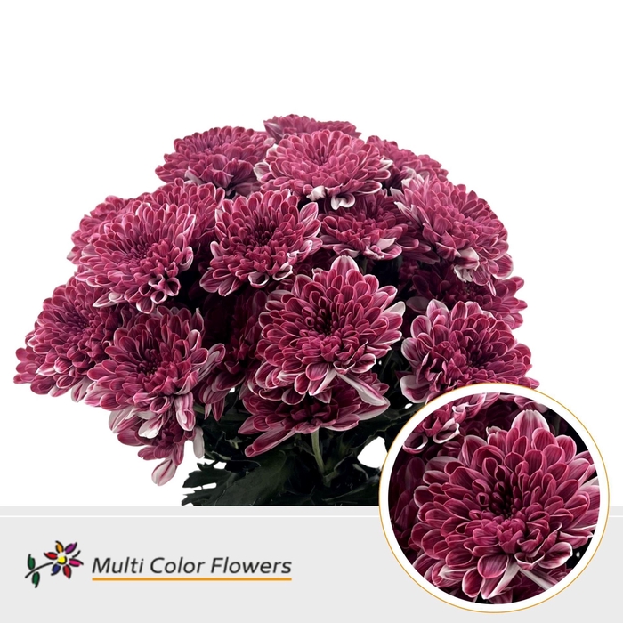 <h4>Chr. Tr 'Altaj' DYED Bordeaux</h4>