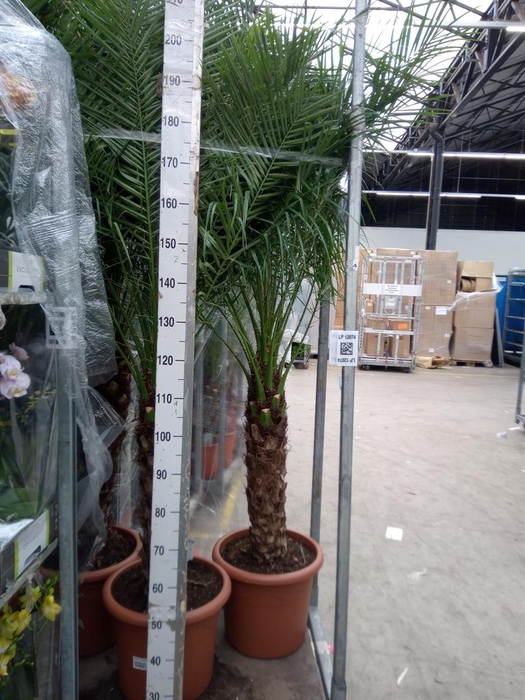 <h4>Phoenix roebelenii</h4>