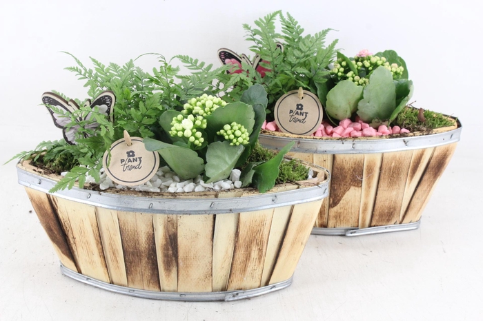 <h4>arr2 PL - Hout kano 338/4 - roze/wit</h4>