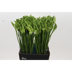 Ornithogalum Mount Fuji