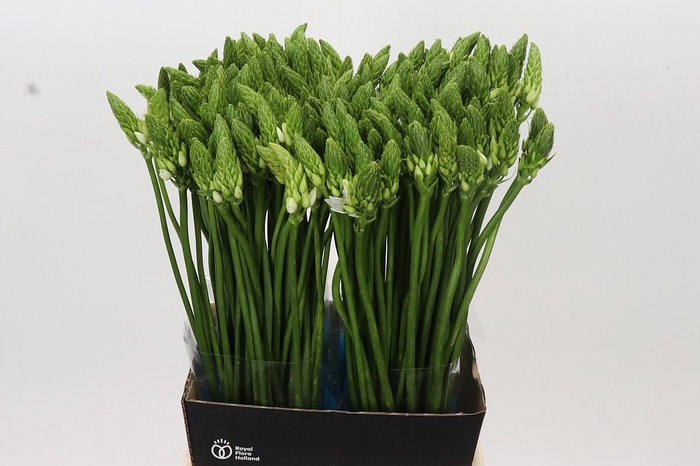 <h4>Ornithogalum Mount Fuji</h4>