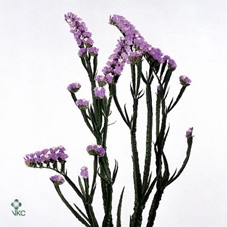 Spathiphyllum Bellini - 13 cm in Wave keramiek - Basic