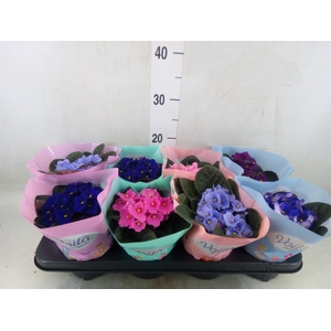 Saintpaulia   ...mix