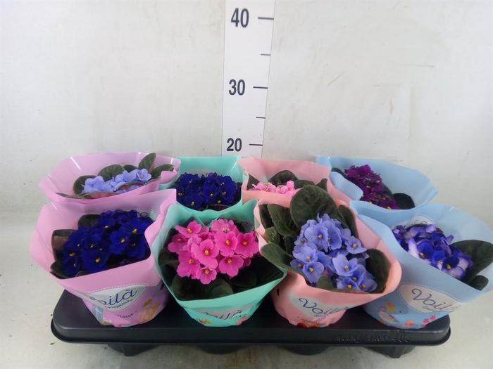 <h4>Saintpaulia   ...mix</h4>